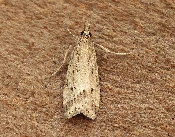 63.075 BF1336 Eudonia pallida