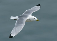 Kittiwake Rissa tridactyla