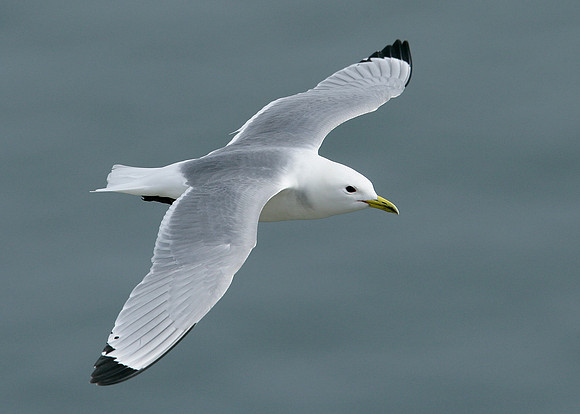 Kittiwake Rissa tridactyla
