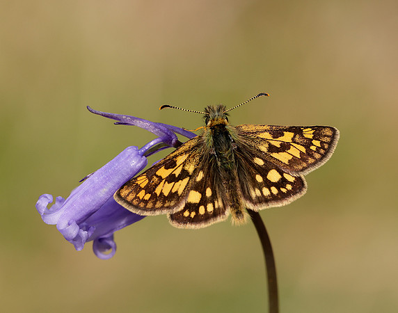 Chequered Skipper Carterocephalus palaemon