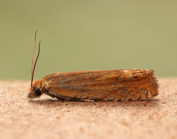 49.345 BF1219 Lathronympha strigana