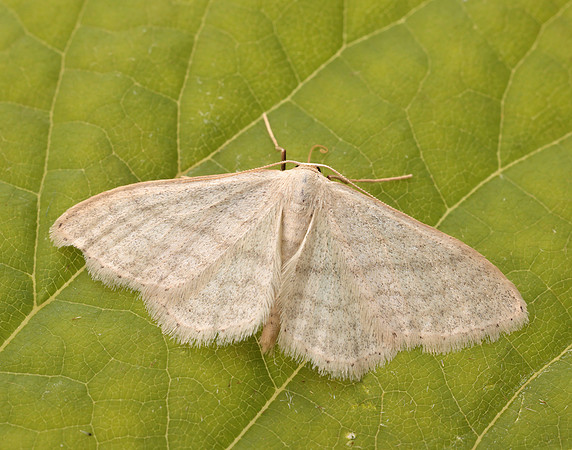 70.009 BF1709 Satin Wave Idaea subsericeata