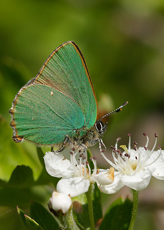 Green Hairstreak Callophrys rubi