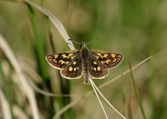 Chequered Skipper Carterocephalus palaemon