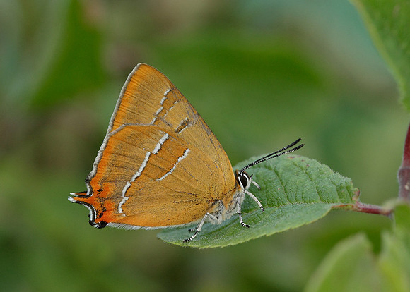 Brown Hairstreak Thecla betulae
