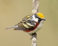 Chestnut-sided Warbler Setophaga pensylvanica