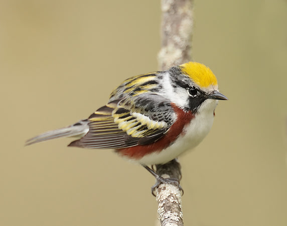 Chestnut-sided Warbler Setophaga pensylvanica