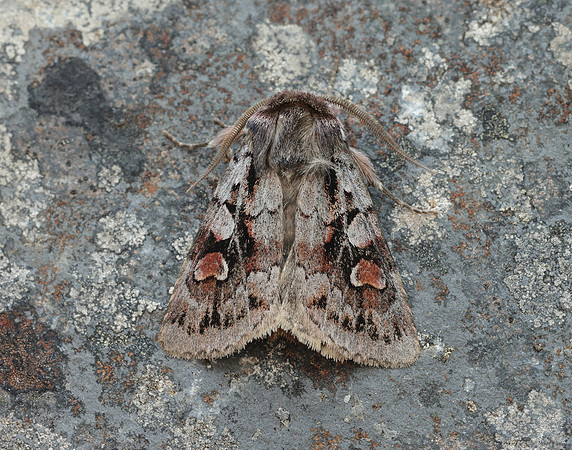 73.363 BF2125 Northern Dart Xestia alpicola