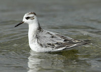 Grey Phalarope Phalaropus fulicarius
