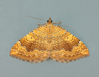 70.059 BF1742 Yellow Shell Camptogramma bilineata