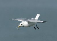 Kittiwake Rissa tridactyla