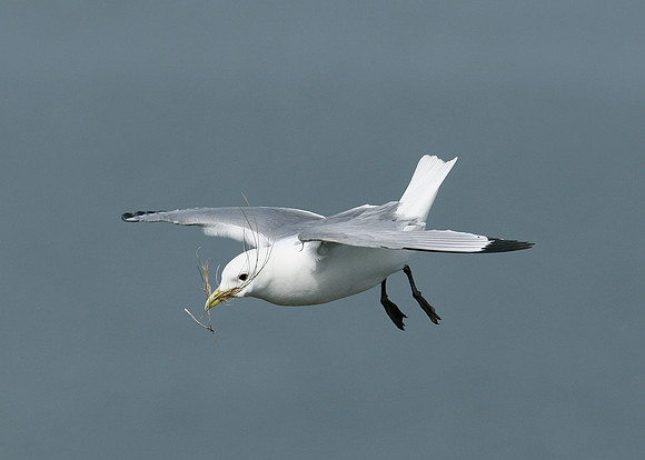Kittiwake Rissa tridactyla