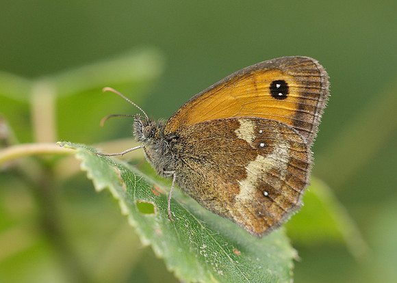 Gatekeeper Pyronia tithonus