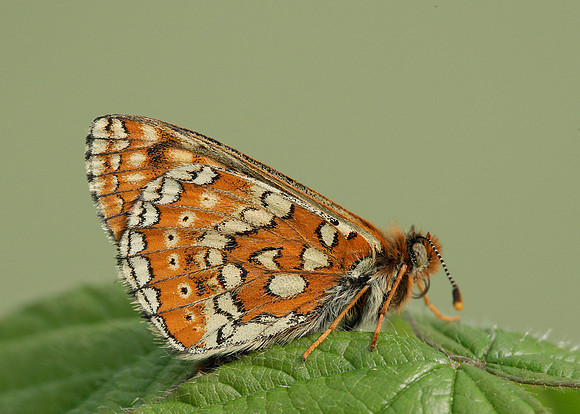Marsh Fritillary Euphydryas aurinia