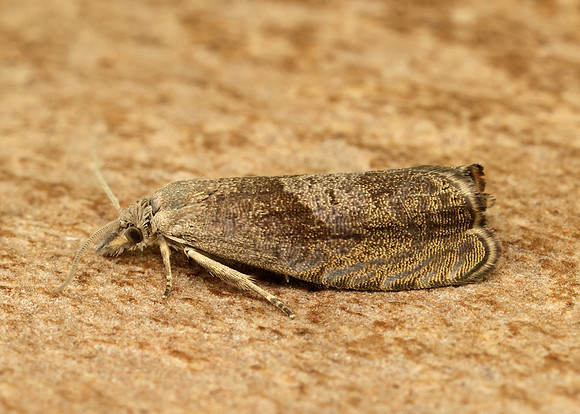 49.315 BF1281 Dichrorampha simpliciana
