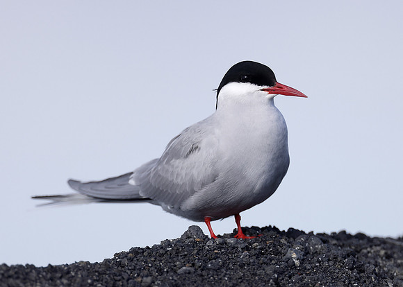 Arctic Tern Sterna paradisaea