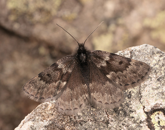 70.289 BF1965 Black Mountain Moth Glacies coracina