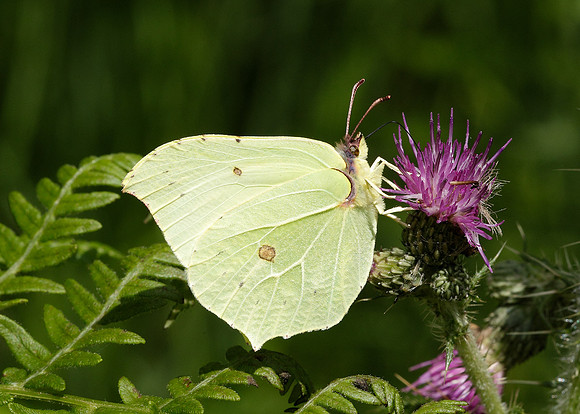Brimstone Gonepteryx rhamni