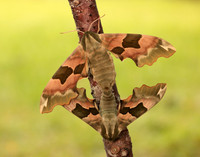 69.001 BF1979 Lime Hawk-moth Mimas tiliae