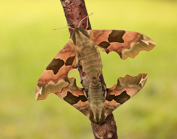 69.001 BF1979 Lime Hawk-moth Mimas tiliae