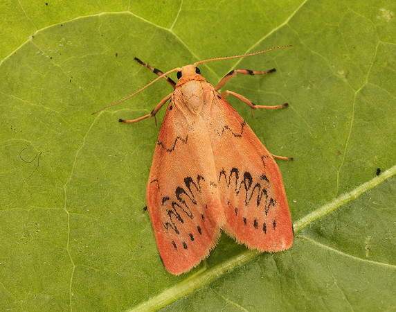 72.035 BF2037 Rosy Footman Miltochrista miniata