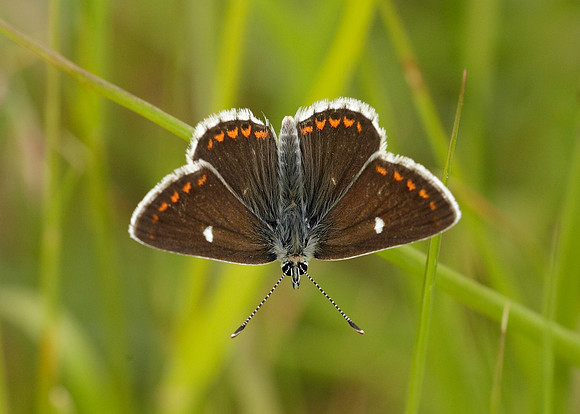 Northern Brown Argus Aricia artaxerxes artaxerxes