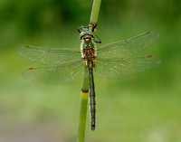 Brilliant Emerald Somatochlora metallica