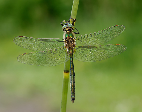 Brilliant Emerald Somatochlora metallica