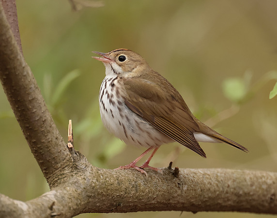 Ovenbird Seiurus aurocapilla