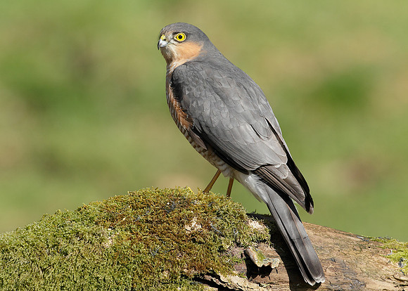 Sparrowhawk Accipiter nisus