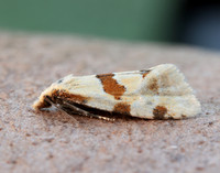 49.127 BF945 Aethes cnicana