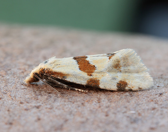 49.127 BF945 Aethes cnicana