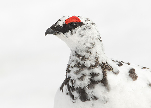 Ptarmigan Lagopus mutus