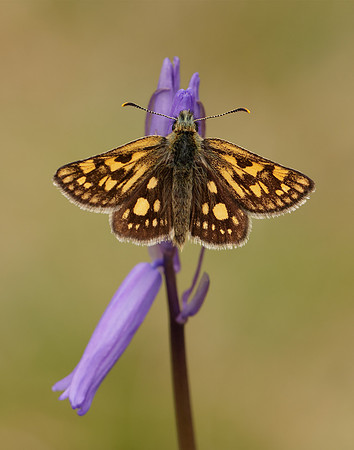Chequered Skipper Carterocephalus palaemon