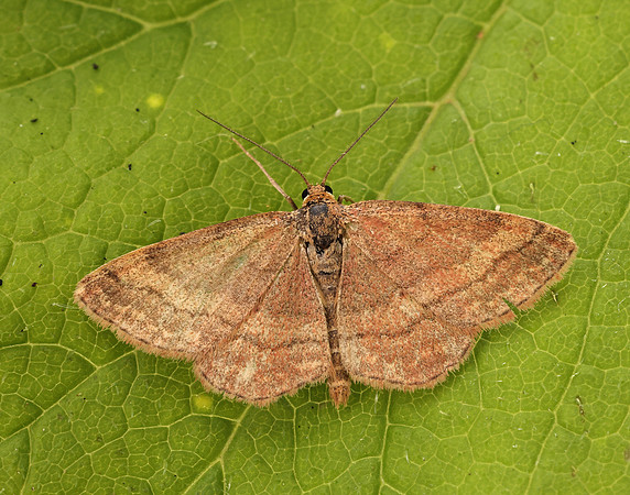 70.022 BF1688 Tawny Wave Scopula rubiginata