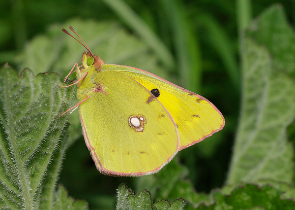 Clouded Yellow Colias croceus