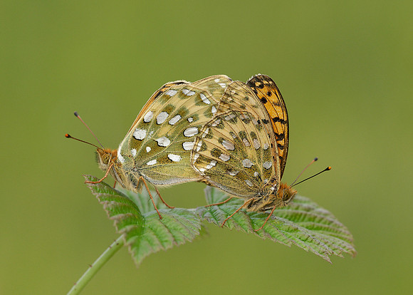 Dark Green fritillary Argynnis aglaja