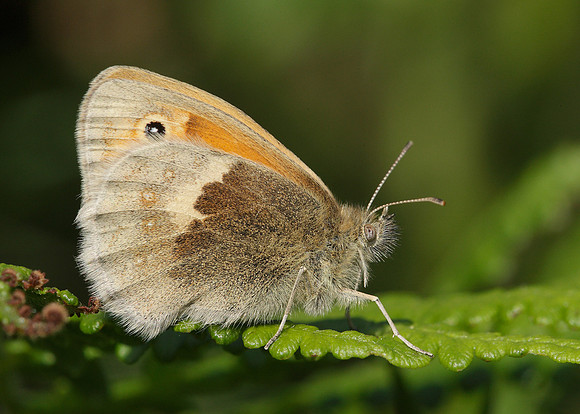 Small Heath Coenonympha pamphilus