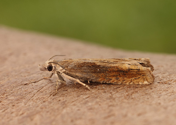 49.264 BF1202 Eucosma obumbratana