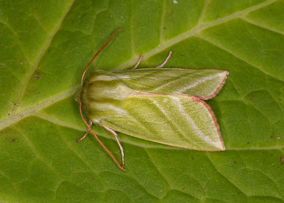 74.008 BF2422 Green Silver-lines Pseudoipes prasinana