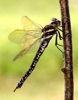 Common Hawker Aeshna juncea