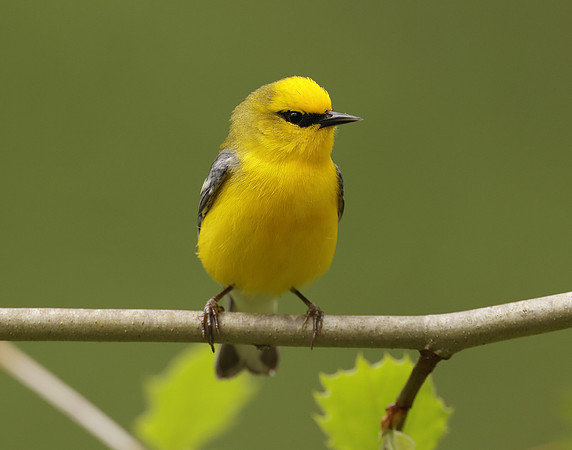 Blue-winged Warbler Vermivora cyanoptera