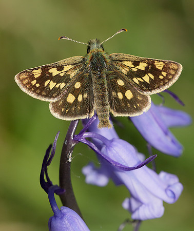 Chequered Skipper Carterocephalus palaemon
