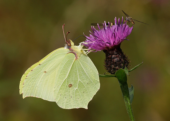 Brimstone Gonepteryx rhamni