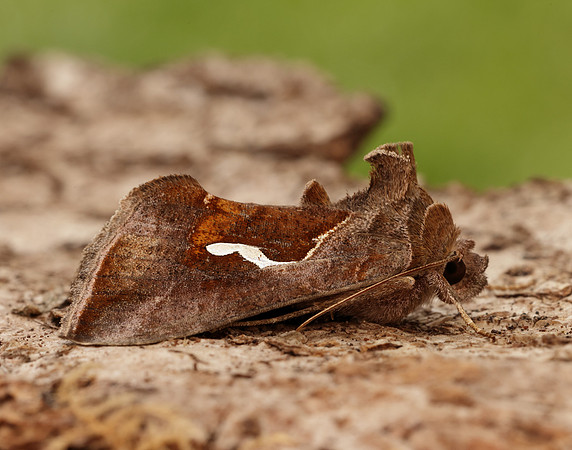 73.010 BF2436 Dewick's Plusia Macdunnoughia confusa