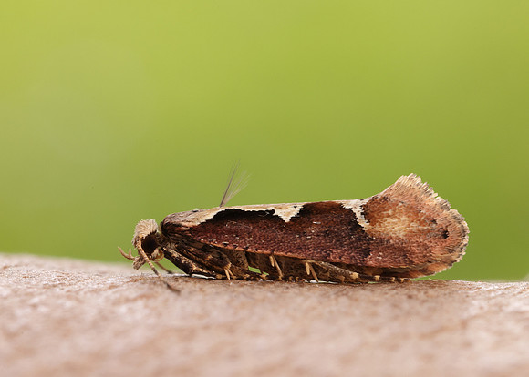 18.006 BF468 Rhigognostis incarnatella
