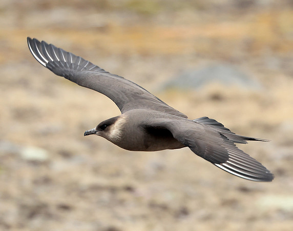 Arctic Skua Stercorarius parasiticus