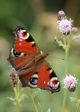 Peacock Inachis io