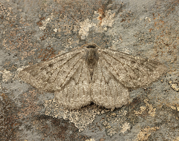 70.285 BF1963 Scotch Annulet Gnophos obfuscata