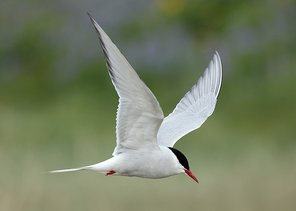 Arctic Tern Sterna paradisaea